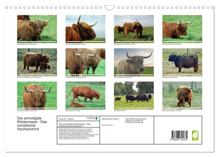 Produktbild: Die anmutigste Rinderrasse - Das schottische Hochlandrind (Wandkalender 2026 DIN A3 quer), CALVENDO Monatskalender