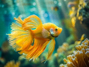 Produktbild: CALVENDO Puzzle Ein Motiv aus dem Kalender Exotische Fische | 1000 Teile Lege-Gr&ouml;&szlig;e 64x48cm Foto-Puzzle f&uuml;r gl&uuml;ckliche Stunden