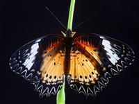 Produktbild: CALVENDO Puzzle Bortenfalter (Cethosia biblis) | 1000 Teile Lege-Gr&ouml;&szlig;e 64x48cm Foto-Puzzle f&uuml;r gl&uuml;ckliche Stunden