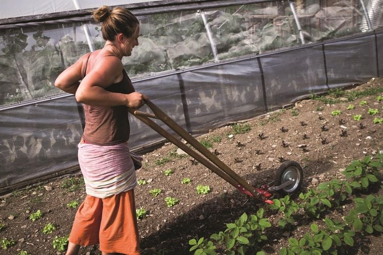 Produktbild: Bio-Gem&uuml;se erfolgreich direktvermarkten