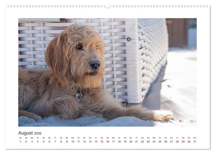 Produktbild: Mini Goldendoodle - Gl&uuml;ck ist ein Hund (hochwertiger Premium Wandkalender 2026 DIN A2 quer), Kunstdruck in Hochglanz