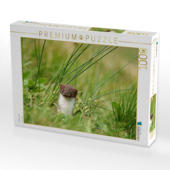 Produktbild: CALVENDO Puzzle Hermelin, Italien | 1000 Teile Lege-Gr&ouml;&szlig;e 64x48cm Foto-Puzzle f&uuml;r gl&uuml;ckliche Stunden