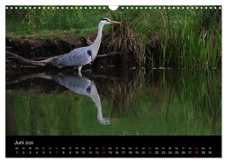 Produktbild: Aus dem Leben der Graureiher (Wandkalender 2026 DIN A3 quer), CALVENDO Monatskalender