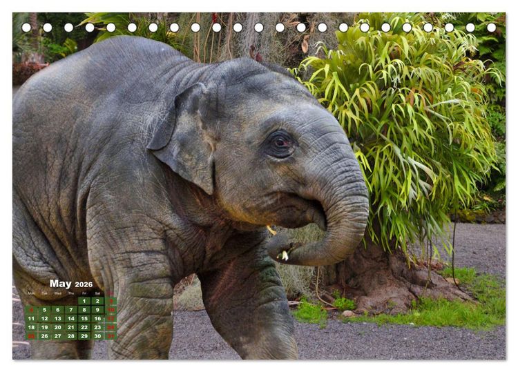 Produktbild: Gentle giants in the jungle (Desk Calendar 2026 DIN A5 landscape), CALVENDO 12 Month DeskCalendar