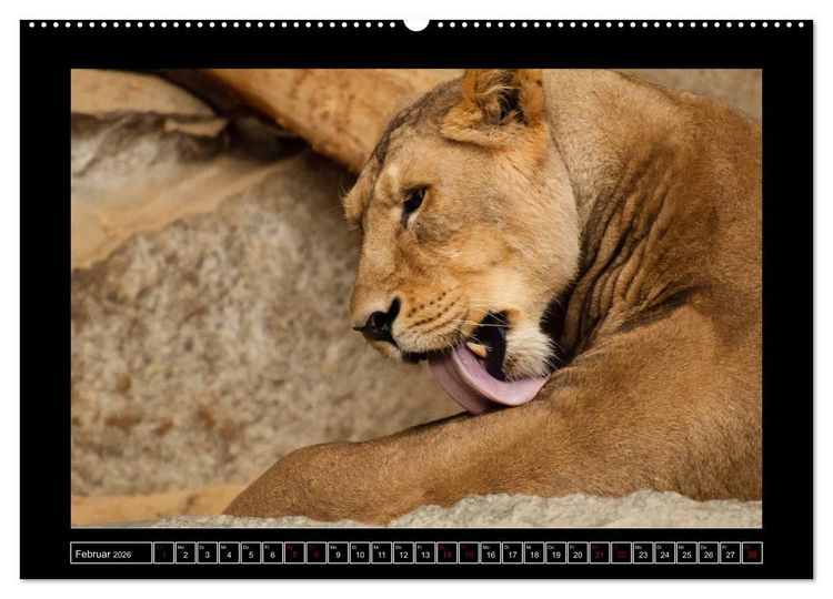 Produktbild: Tiger, L&ouml;we und Co. (hochwertiger Premium Wandkalender 2026 DIN A2 quer), Kunstdruck in Hochglanz
