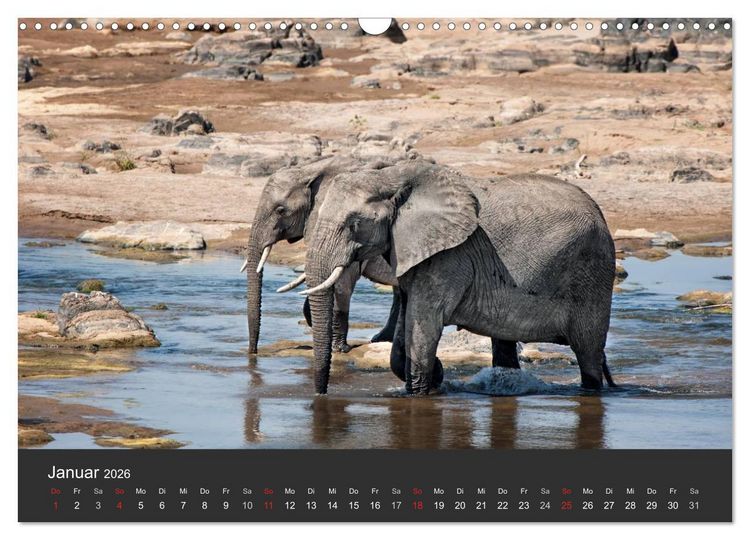 Produktbild: Elefanten - Graue Riesen (Wandkalender 2026 DIN A3 quer), CALVENDO Monatskalender