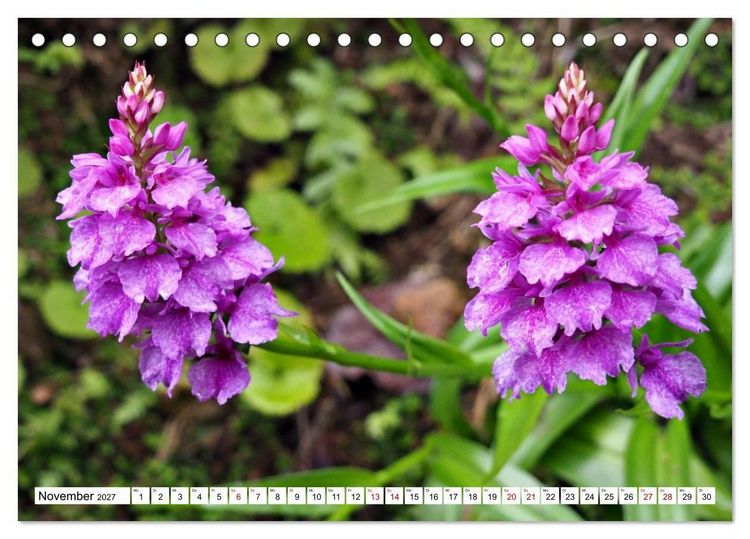 Produktbild: Bl&uuml;tenzauber auf Madeira. Wildblumen und Ziergew&auml;chse (Tischkalender 2027 DIN A5 quer), CALVENDO Monatskalender