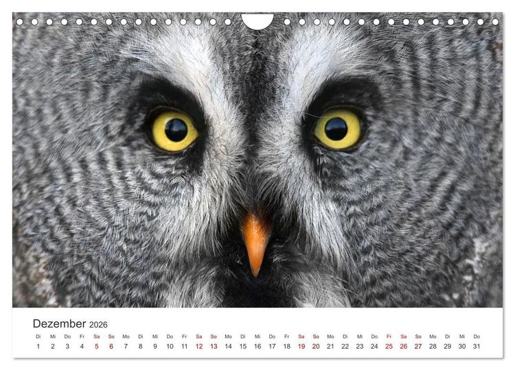 Produktbild: GREIFVOGEL- UND EULENPORTR&Auml;TS (Wandkalender 2026 DIN A4 quer), CALVENDO Monatskalender
