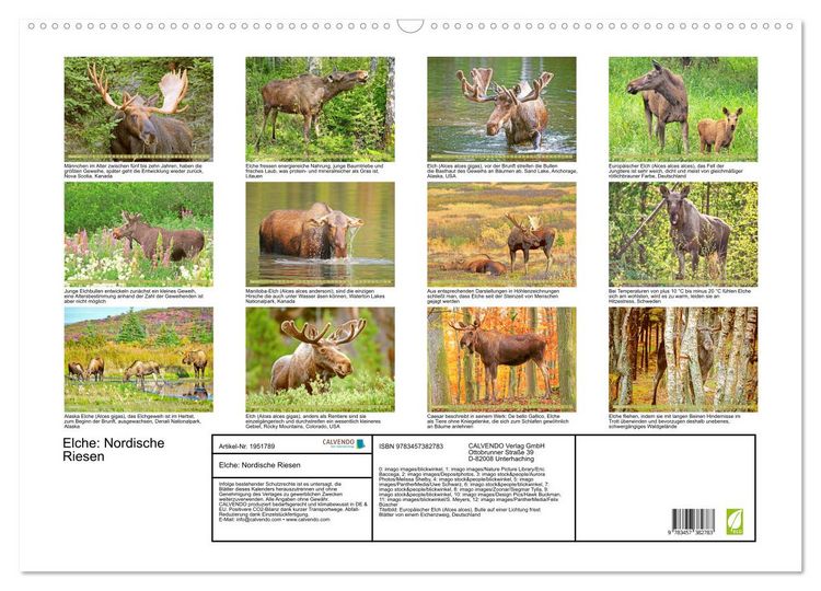 Produktbild: Elche: Nordische Riesen (Wandkalender 2026 DIN A2 quer), CALVENDO Monatskalender