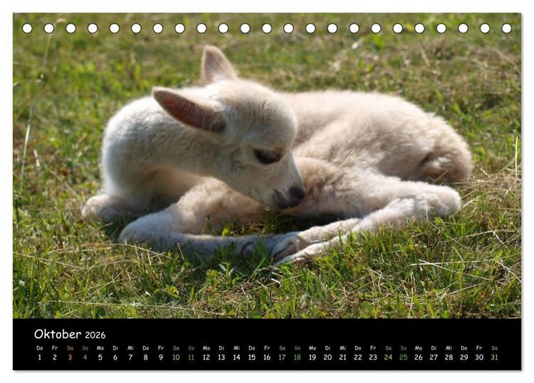 Produktbild: Alpakas zum Verlieben (Tischkalender 2026 DIN A5 quer), CALVENDO Monatskalender