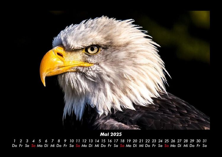 Produktbild: Adler 2025 Fotokalender DIN A3