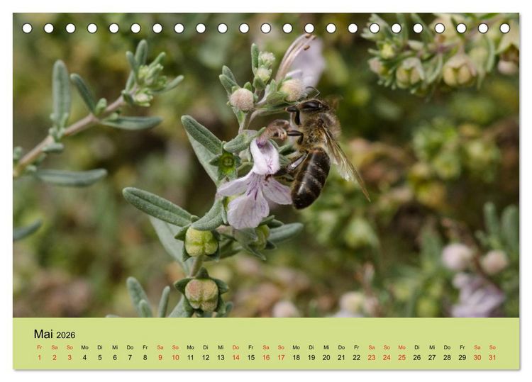 Produktbild: Bienen bei der Arbeit (Tischkalender 2026 DIN A5 quer), CALVENDO Monatskalender