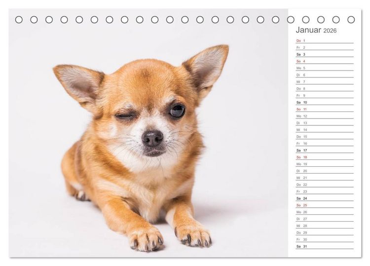 Produktbild: Chihuahua - Die Welt der Kleinen (Tischkalender 2026 DIN A5 quer), CALVENDO Monatskalender