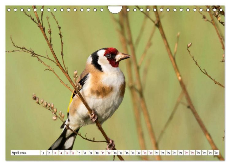 Produktbild: Sch&ouml;nheiten im Federkleid - Heimische Wildv&ouml;gel im Portrait (Wandkalender 2026 DIN A4 quer), CALVENDO Monatskalender