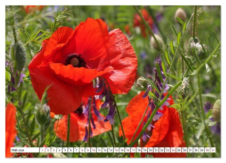 Produktbild: Au royaume des fleurs (Calendrier mural 2026 DIN A3 vertical), CALVENDO calendrier mensuel