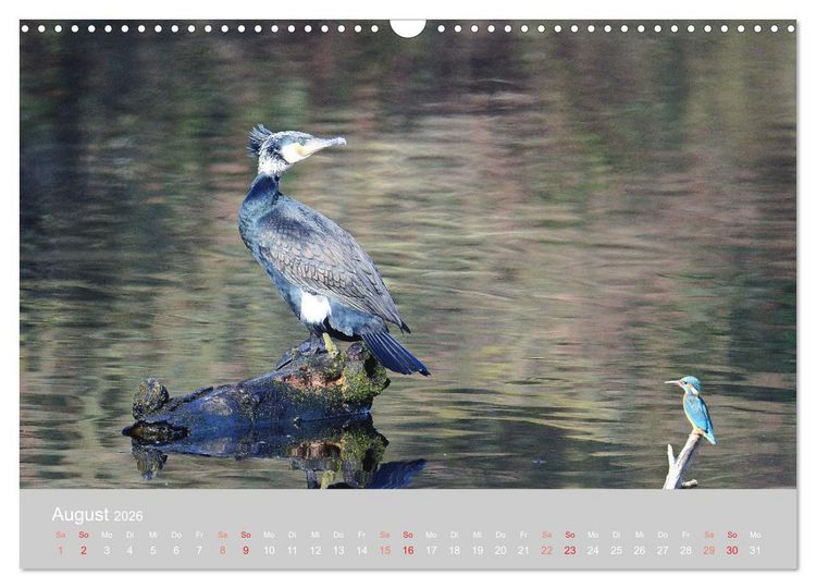 Produktbild: Der Eisvogel, ein Juwel der Natur (Wandkalender 2026 DIN A3 quer), CALVENDO Monatskalender