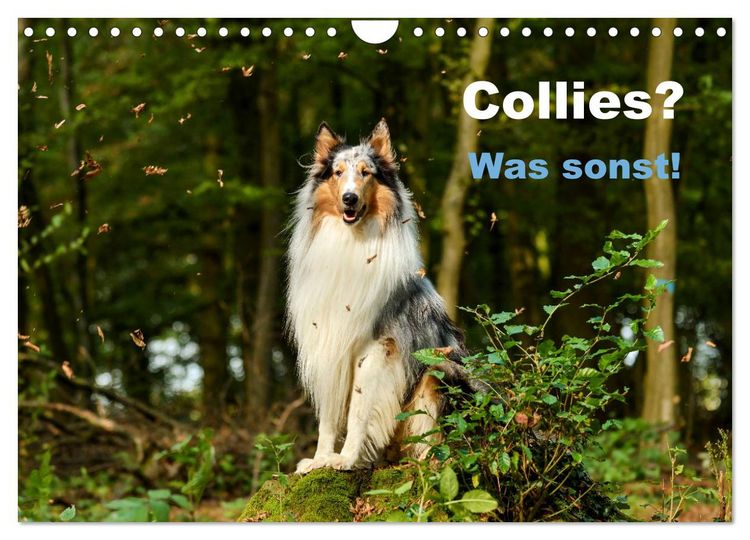 Produktbild: Collies? Was sonst! (Wandkalender 2026 DIN A4 quer), CALVENDO Monatskalender