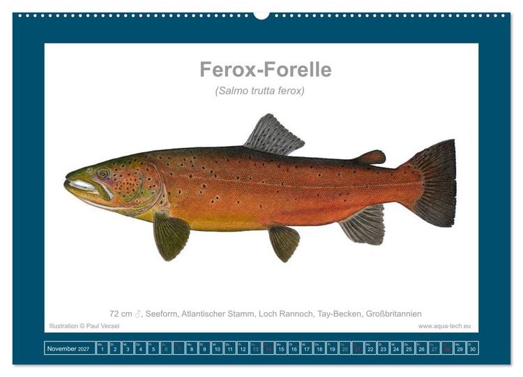 Produktbild: Fisch als Kunst 2027: Seeforellen (Wandkalender 2027 DIN A2 quer), CALVENDO Monatskalender