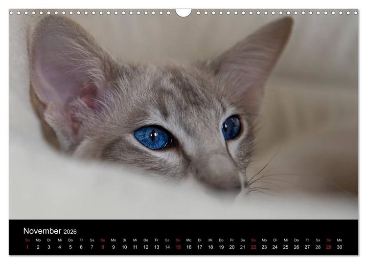 Produktbild: Orientalische Katzen (Wandkalender 2026 DIN A3 quer), CALVENDO Monatskalender