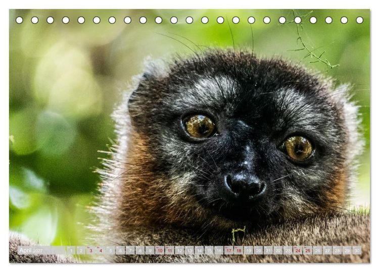 Produktbild: Wildnis Madagaskar (Tischkalender 2027 DIN A5 quer), CALVENDO Monatskalender