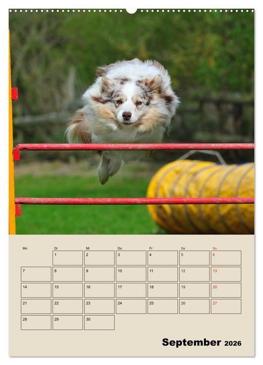 Produktbild: Border Collie - Ein Familienplaner (Wandkalender 2026 DIN A2 hoch), CALVENDO Monatskalender