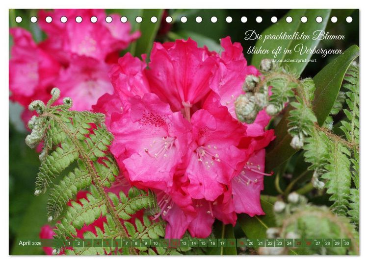 Produktbild: Rhododendren und Poesie (Tischkalender 2026 DIN A5 quer), CALVENDO Monatskalender