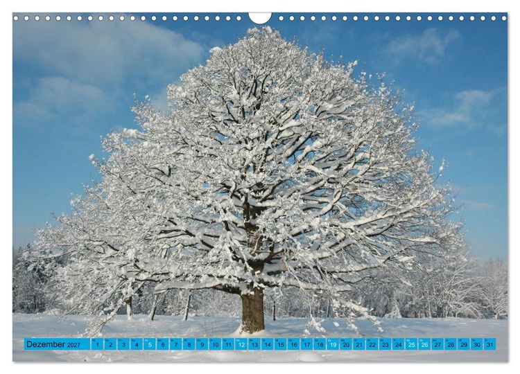 Produktbild: B&auml;ume sind Tr&auml;ume (Wandkalender 2027 DIN A3 quer), CALVENDO Monatskalender