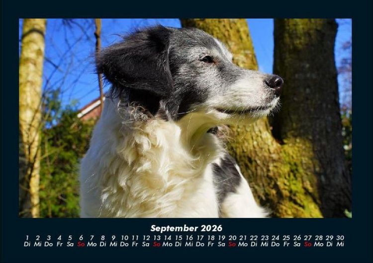 Produktbild: Hunde 2026 Fotokalender DIN A4