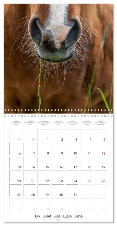 Produktbild: Charming Icelandic Horses (Wall Calendar 2026 12 &times; 12 Inch) CALVENDO 12 Month Wall Calendar