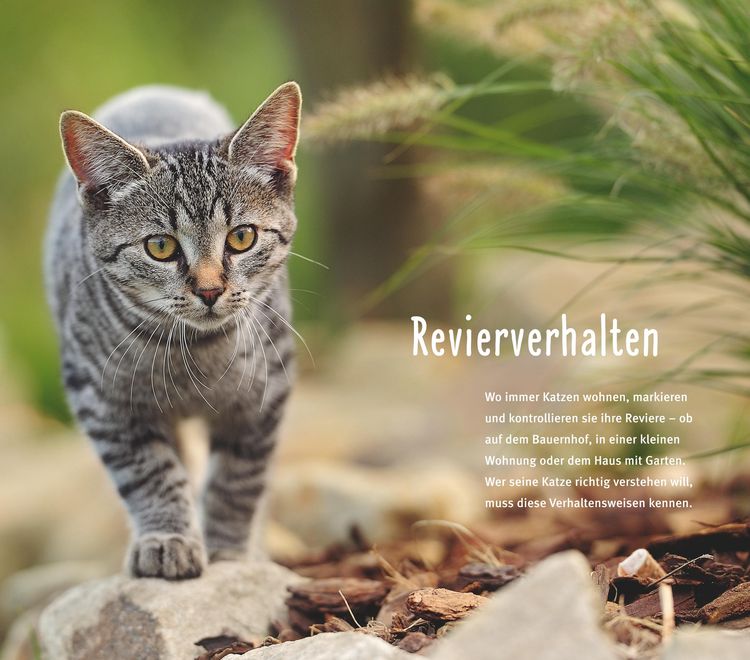 Produktbild: 300 Fragen zum Katzenverhalten