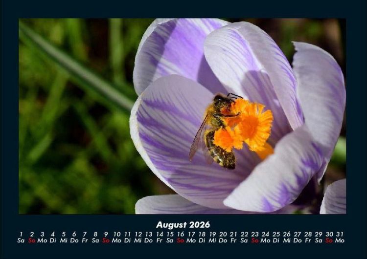 Produktbild: Bienen 2026 Fotokalender DIN A4