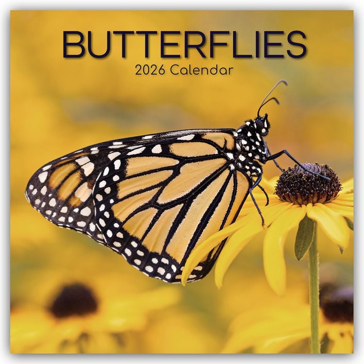 Produktbild: Butterflies – Schmetterlinge 2026 – 16-Monatskalender