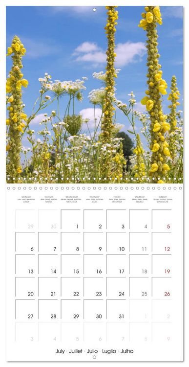 Produktbild: Herbal Haven. Enchanting Healing Plants (Wall Calendar 2026 12 &times; 12 Inch) CALVENDO 12 Month Wall Calendar