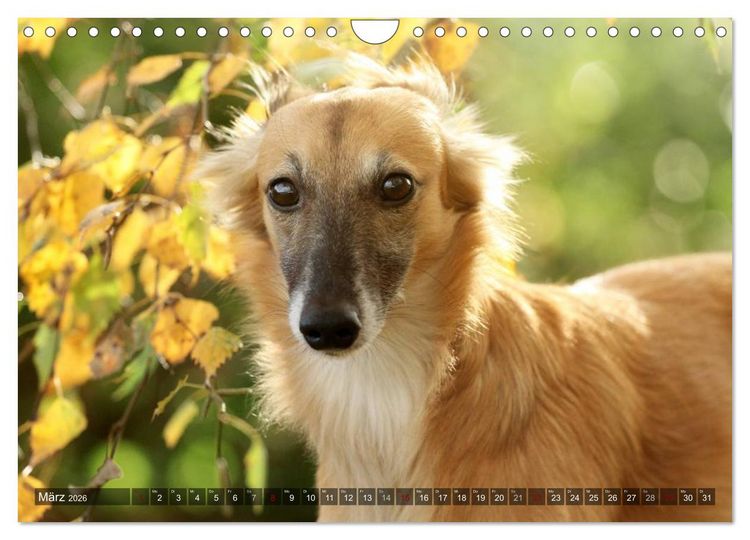 Produktbild: Silken Windsprite - Mit Merlin und Calisto durch&acute;s Jahr 2026 (Wandkalender 2026 DIN A4 quer), CALVENDO Monatskalender