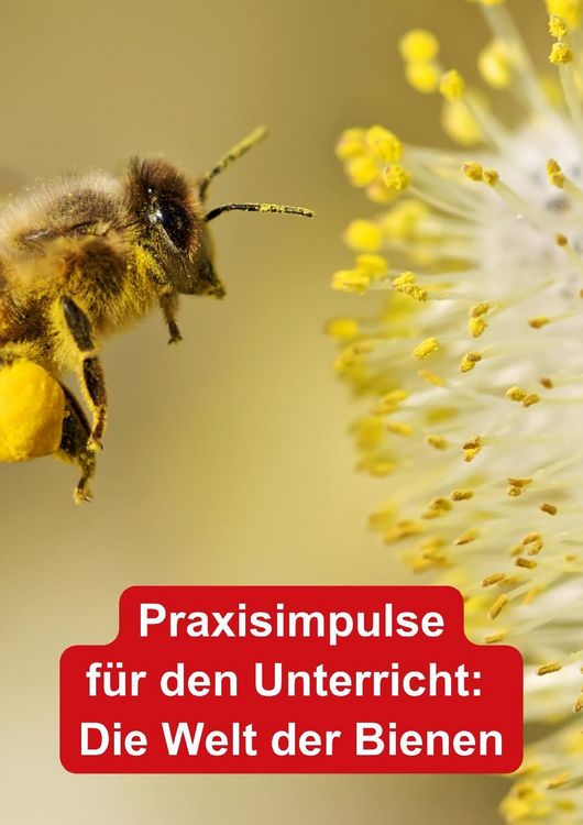 Produktbild: Themenheft Unsere Bienen