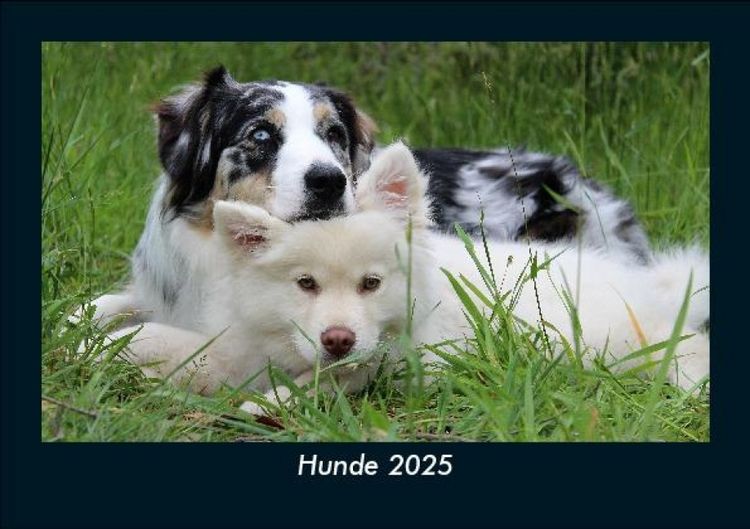 Produktbild: Hunde 2025 Fotokalender DIN A5
