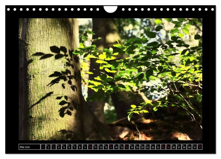Produktbild: Der Reichswald bei Kleve (Wandkalender 2026 DIN A4 quer), CALVENDO Monatskalender