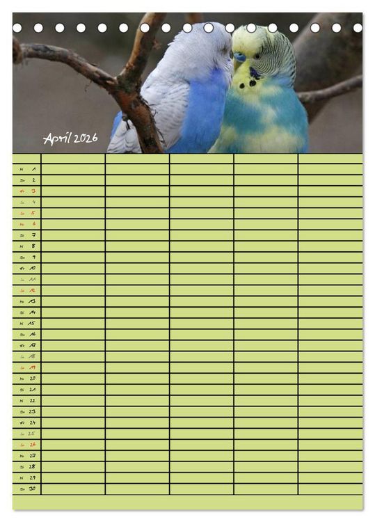 Produktbild: Der Wellensittich-Familienplaner (Tischkalender 2026 DIN A5 hoch), CALVENDO Monatskalender