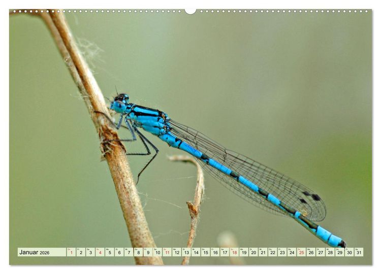 Produktbild: Farbenpracht der Insekten (hochwertiger Premium Wandkalender 2026 DIN A2 quer), Kunstdruck in Hochglanz