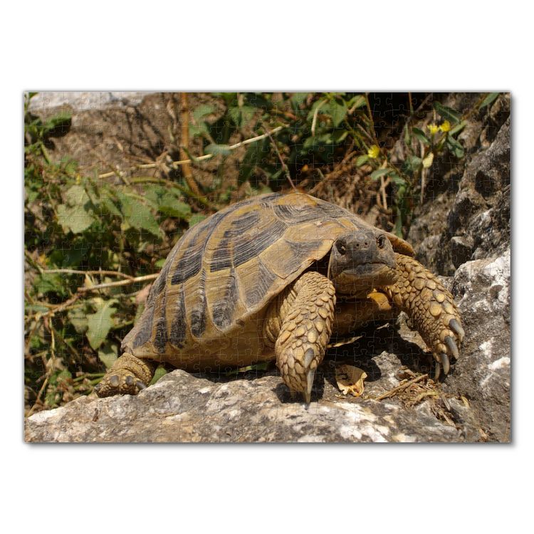 Produktbild: Lais Puzzle Schildkr&ouml;te 500 Teile