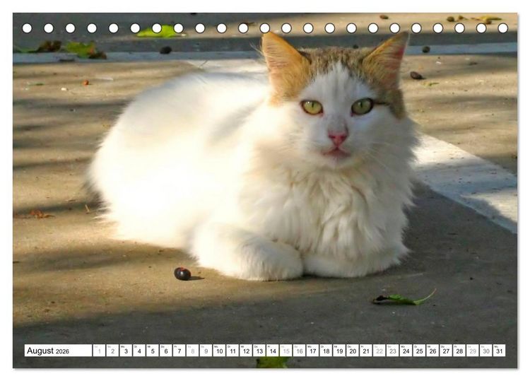 Produktbild: Katzen der Kykladen (Tischkalender 2026 DIN A5 quer), CALVENDO Monatskalender