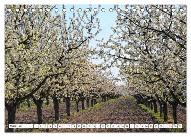 Produktbild: Vier Jahreszeiten im Land Brandenburg (Tischkalender 2026 DIN A5 quer), CALVENDO Monatskalender
