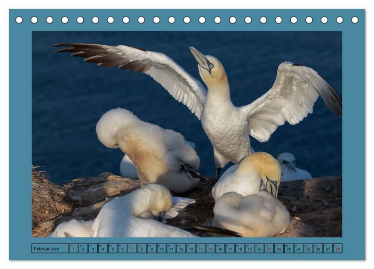 Produktbild: Helgoland und seine Basst&ouml;lpel (Tischkalender 2026 DIN A5 quer), CALVENDO Monatskalender