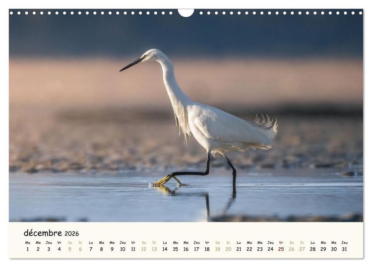 Produktbild: Esprit animal - Regards minimalistes (Calendrier mural 2026 DIN A3 vertical), CALVENDO calendrier mensuel