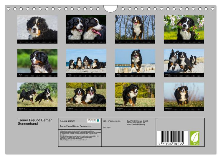 Produktbild: Treuer Freund Berner Sennenhund (Wandkalender 2026 DIN A4 quer), CALVENDO Monatskalender