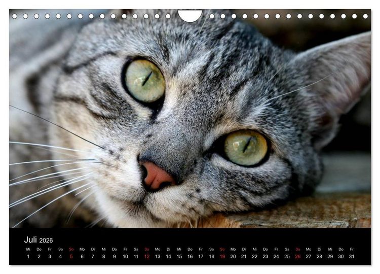 Produktbild: geliebte Katzen - auf Samtpfoten durchs Jahr (Wandkalender 2026 DIN A4 quer), CALVENDO Monatskalender