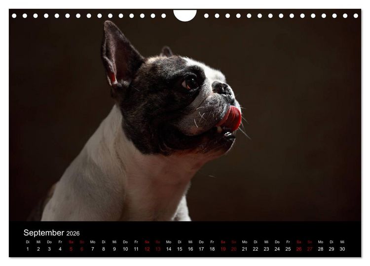 Produktbild: Charme auf vier Pfoten - Franz&ouml;sische Bulldoggen Portraits (Wandkalender 2026 DIN A4 quer), CALVENDO Monatskalender