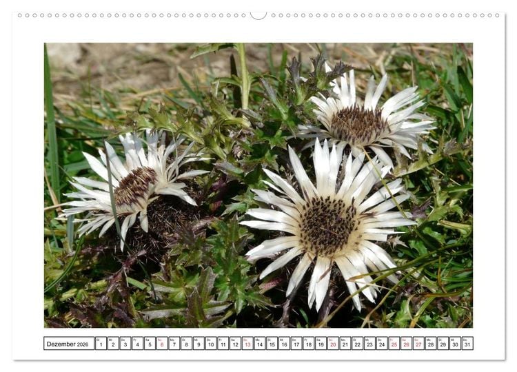 Produktbild: Alpenblumen. Bunte Welt in luftiger H&ouml;he (Wandkalender 2026 DIN A2 quer), CALVENDO Monatskalender