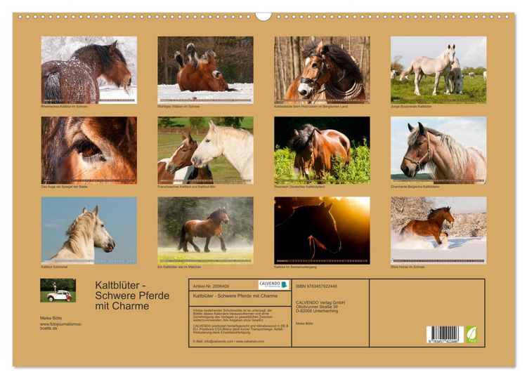 Produktbild: Kaltbl&uuml;ter - Schwere Pferde mit Charme (Wandkalender 2026 DIN A2 quer), CALVENDO Monatskalender