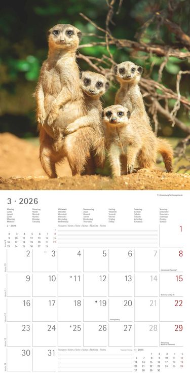 Produktbild: Alpha Edition - Erdmännchen 2026 Broschürenkalender, 30x30cm, Wandkalender mit P